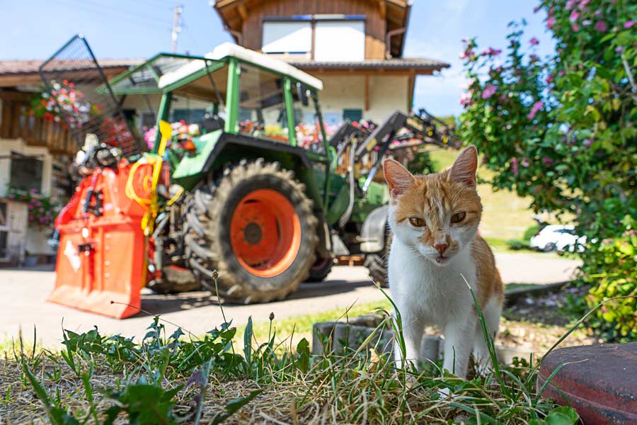 Ein echter Bauernhof mit Traktor und Katzen