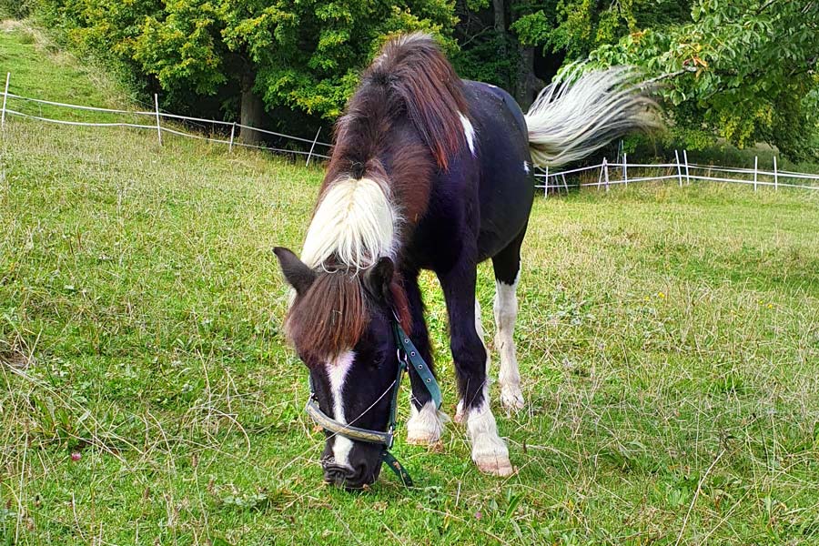 Pony 'Henry' auf der Weide