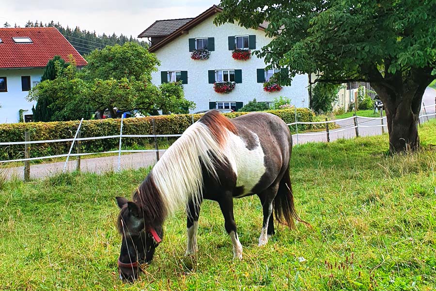 Pony 'Ronja' vor dem Haus