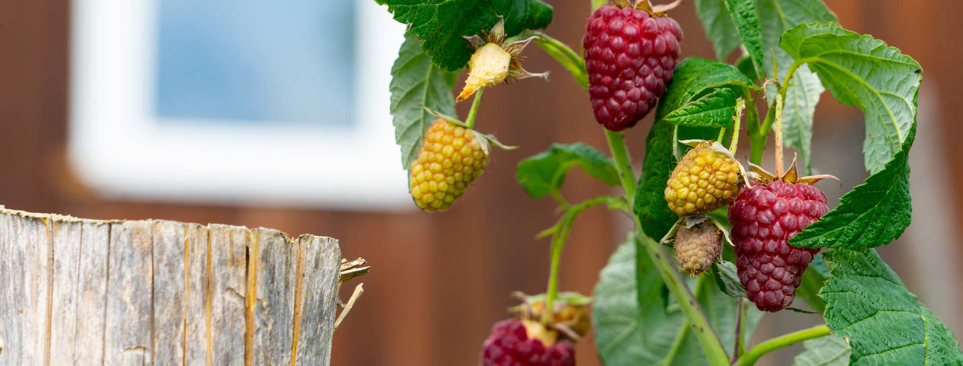 frische himbeeren